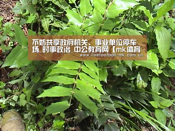 mk体育在线